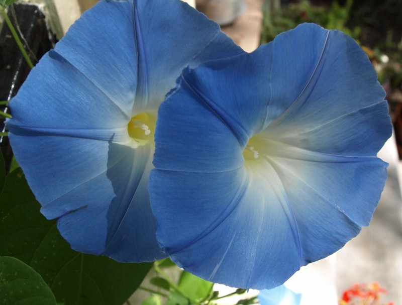 Blue morning glory blossoms
