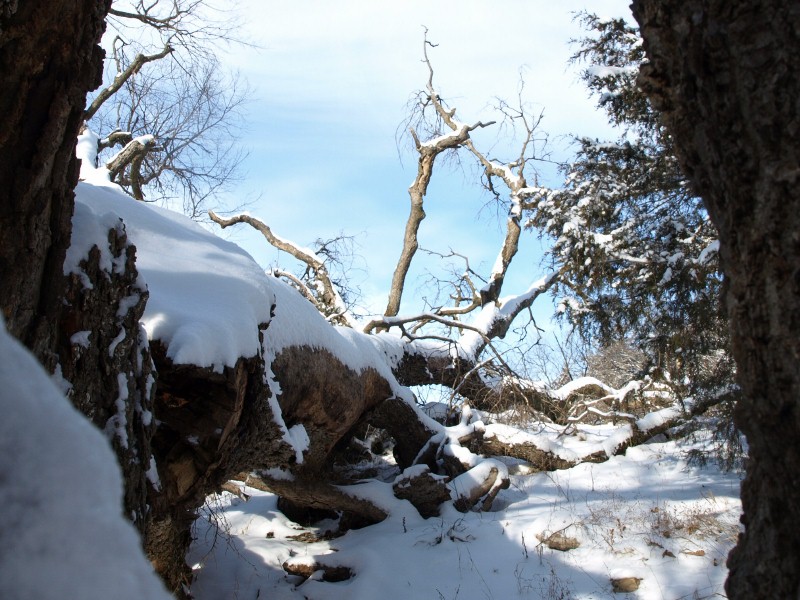 A fallen tree blanketed with snow