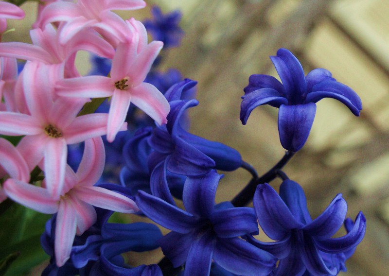 Blue and pink hyacinths